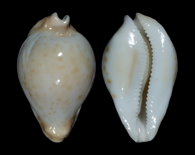 Image of Umbilia capricornica capricornica