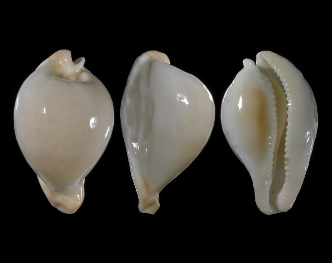 Picture of Umbilia capricornica Picture of Umbilia capricornica