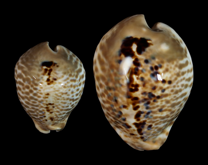 Image of Muracypraea mus donmoorei