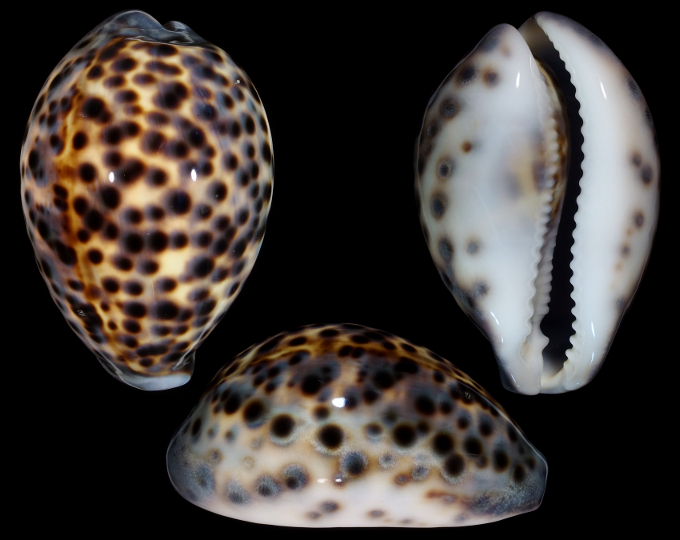 Image of Cypraea tigris tigris