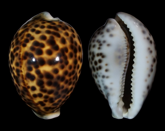 Image of Cypraea tigris tigris