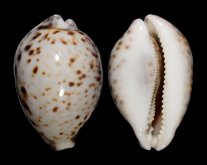 Image of Cypraea tigris tigris