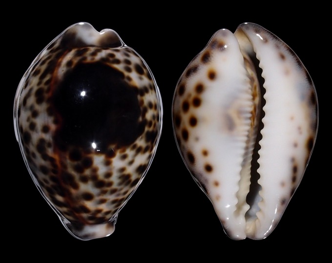 Image of Cypraea tigris tigris