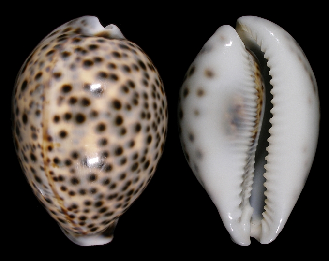 Image of Cypraea tigris