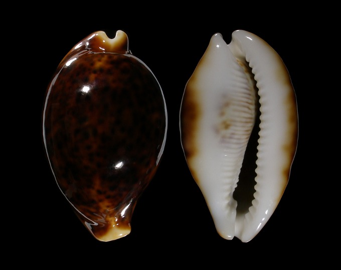 Image of Cypraea pantherina 