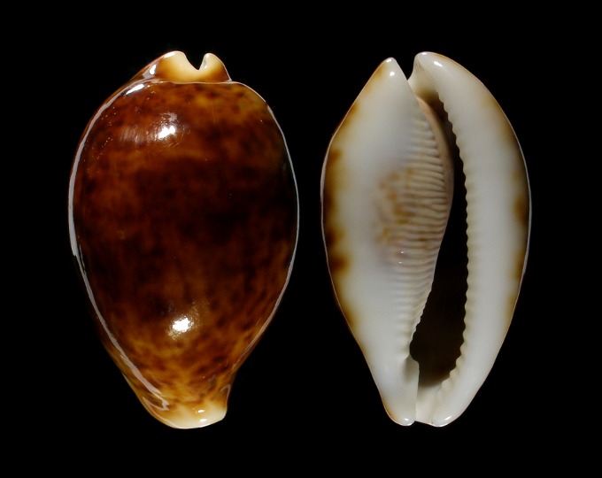 Picture of Cypraea pantherina 