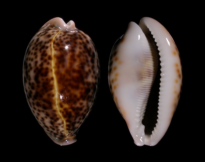 Image of Cypraea pantherina 