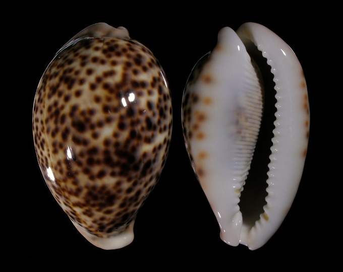 Picture of Cypraea pantherina 