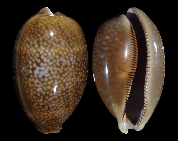 Image of Macrocypraea cervus cervus