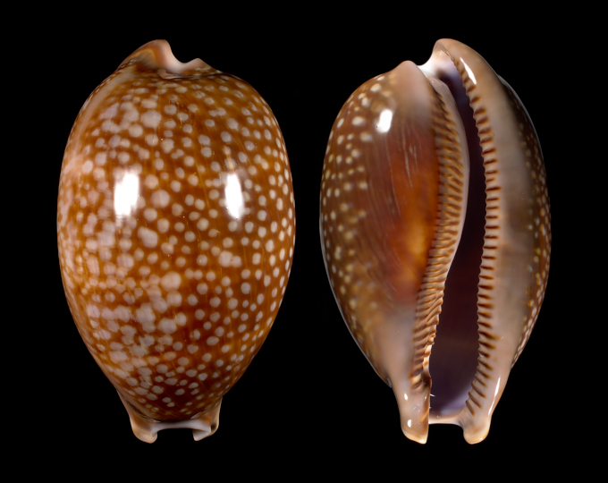 Image of Macrocypraea cervus cervus