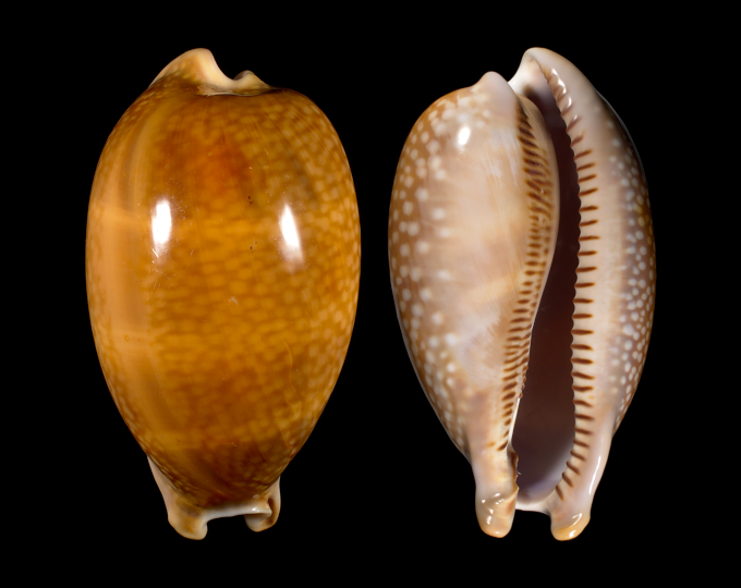 Image of Macrocypraea cervus cervus