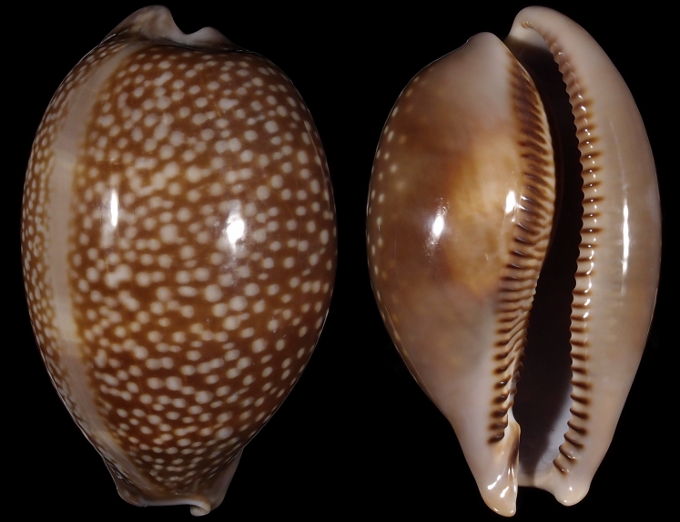 Image of Macrocypraea cervus cervus