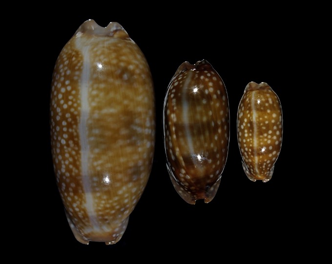 Image of Macrocypraea cervinetta cervinetta