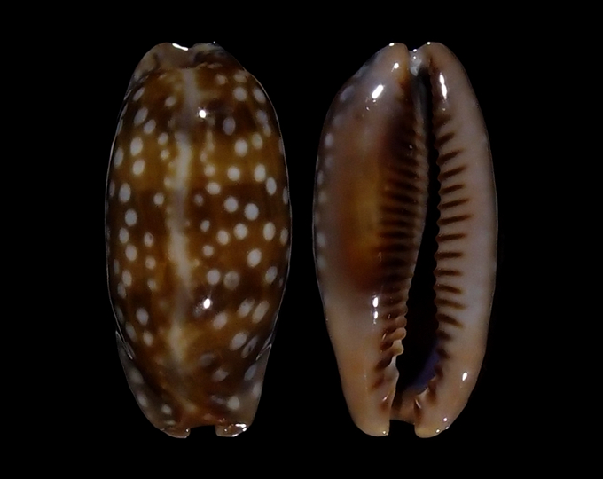 Image of Macrocypraea cervinetta cervinetta