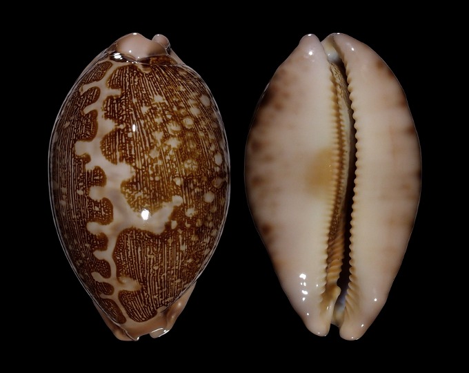 Picture of Leporicypraea mappa mappa