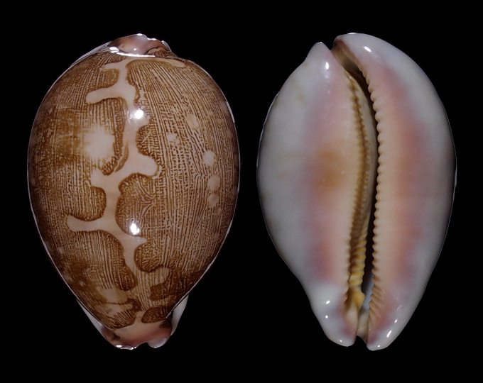 Picture of Leporicypraea mappa mappa