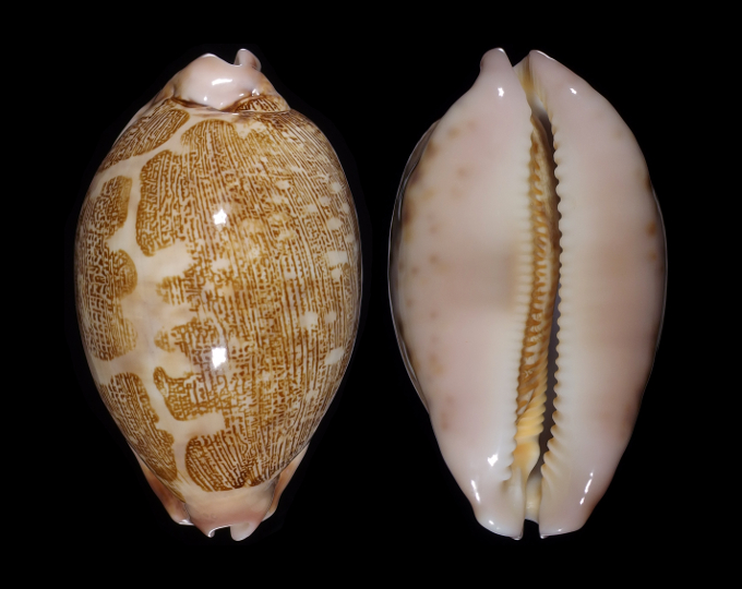 Picture of Leporicypraea mappa mappa Picture of Leporicypraea mappa mappa