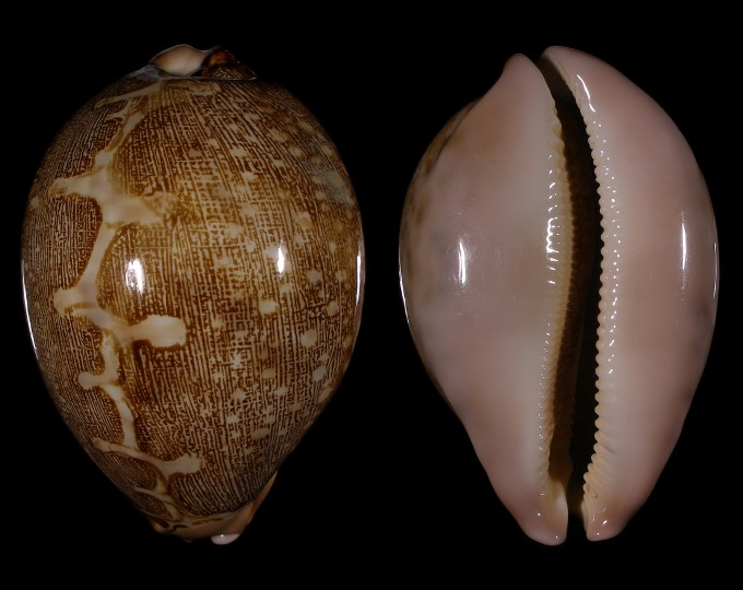 Picture of Leporicypraea mappa mappa