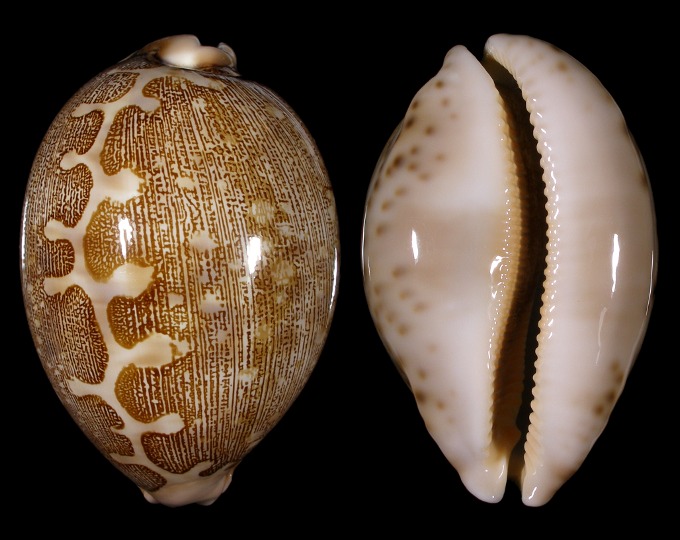 Picture of Leporicypraea mappa mappa Picture of Leporicypraea mappa mappa