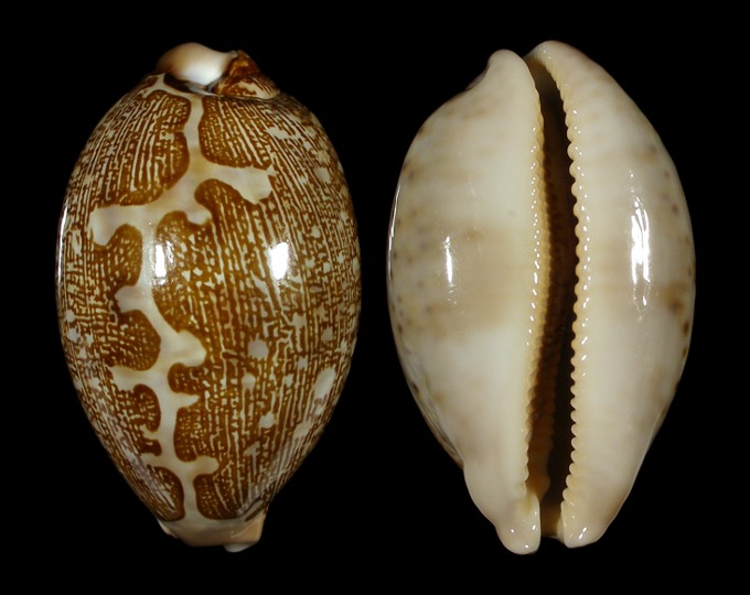 Picture of Leporicypraea mappa mappa