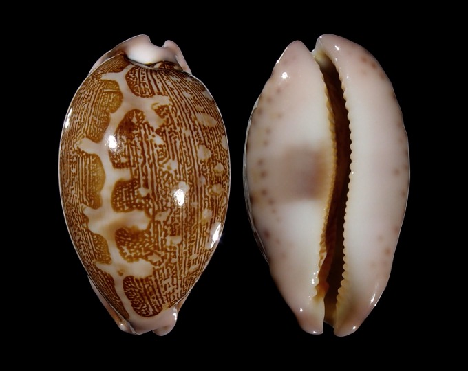 Image of Leporicypraea mappa viridis f. guamensis