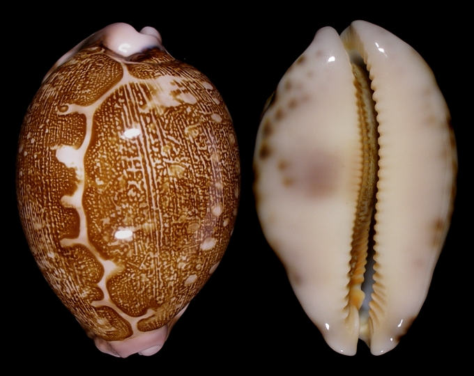 Picture of Leporicypraea mappa viridis f. eluceta