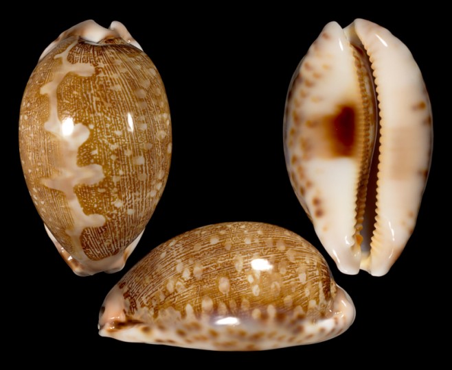 Picture of Leporicypraea mappa viridis f. guamensis Picture of Leporicypraea mappa viridis f. guamensis