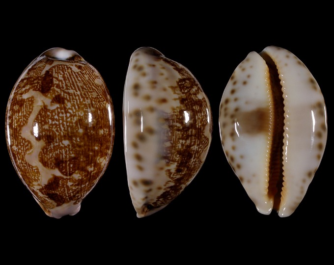 Image of Leporicypraea mappa admirabilis
