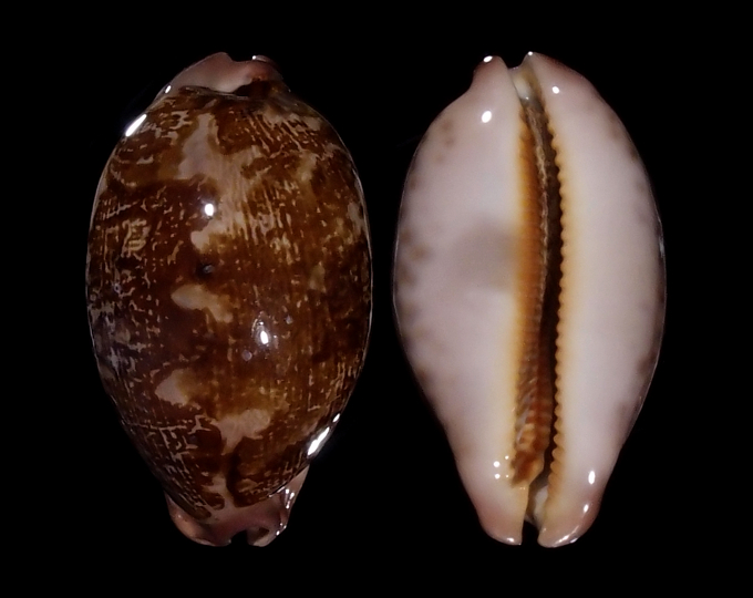 Picture of Leporicypraea mappa aliwalensis Picture of Leporicypraea mappa aliwalensis