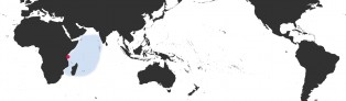 Distribution Map of Arestorides argus contrastriata Distribution Map of Arestorides argus contrastriata