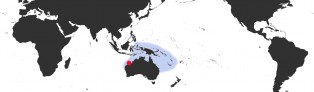 Distribution Map of Bistolida stolida crossei var.