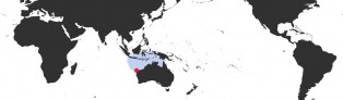 Distribution Map of Erronea subviridis dorsalis Distribution Map of Erronea subviridis dorsalis