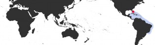 Distribution Map of Erosaria acicularis acicularis