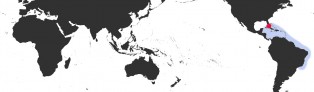 Distribution Map of Erosaria acicularis acicularis Distribution Map of Erosaria acicularis acicularis