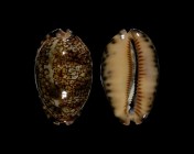 Mauritia grayana