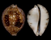 Leporicypraea valentia