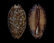 Mauritia scurra scurra