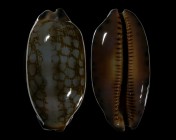 Mauritia scurra mundula