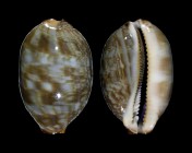 Mauritia arabica 