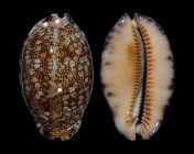 Mauritia arabica 