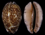 Mauritia immanis