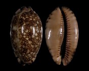 Mauritia immanis
