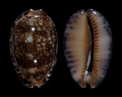 Mauritia arabica asiatica 