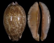 Mauritia asiatica f. empressae