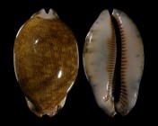 Mauritia asiatica f. empressae