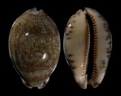 Mauritia asiatica f. empressae