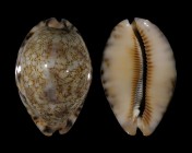 Mauritia grayana 