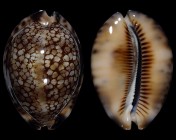 Mauritia maculifera maculifera