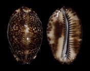 Mauritia maculifera maculifera