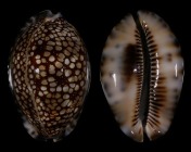 Mauritia maculifera maculifera
